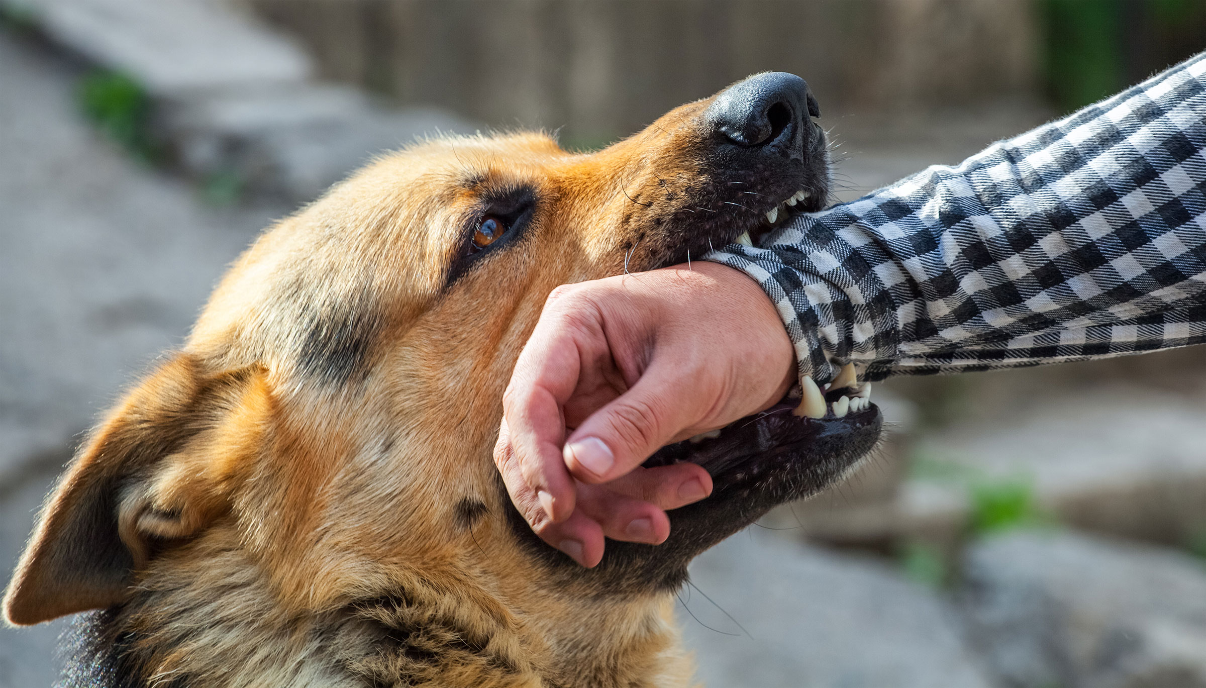 A Male German Shepherd Bites Arm Of Man