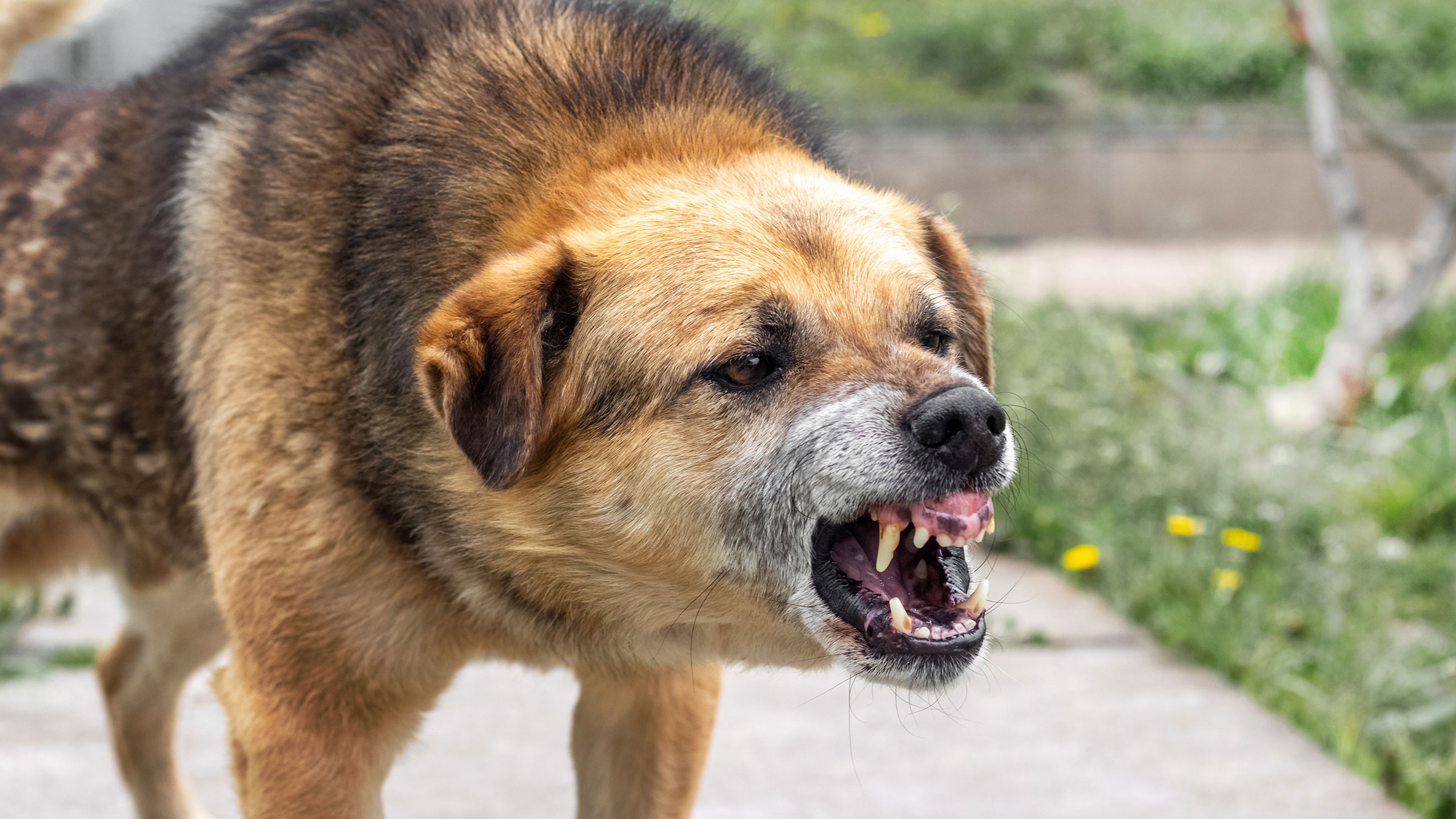 aggressive dog showing teeth