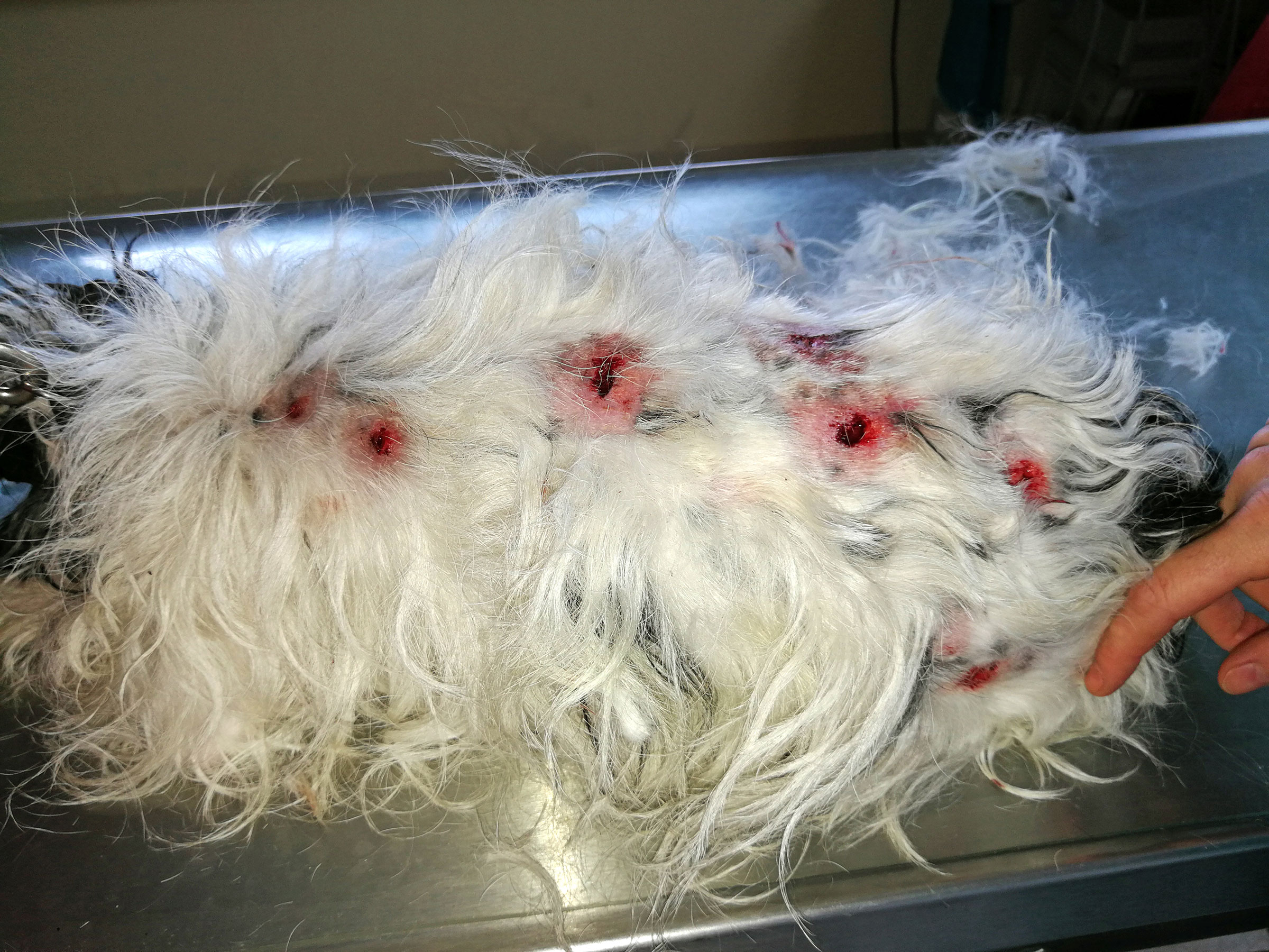 dog with bloody bite marks from another dog