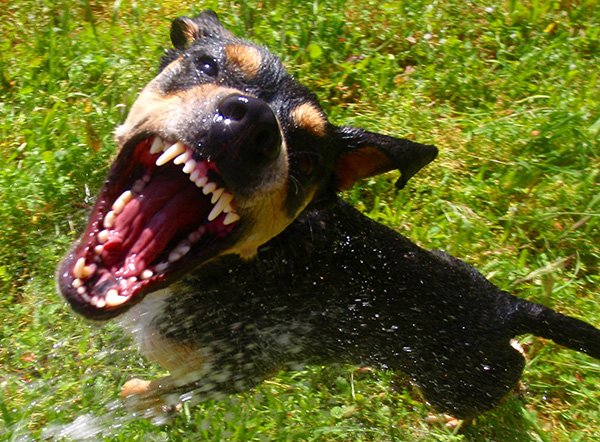 dog attack small