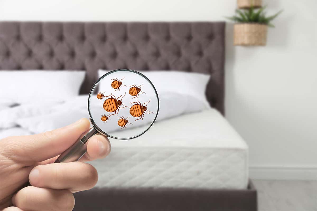 woman with magnifying glass seeing bed bugs on hotel mattress